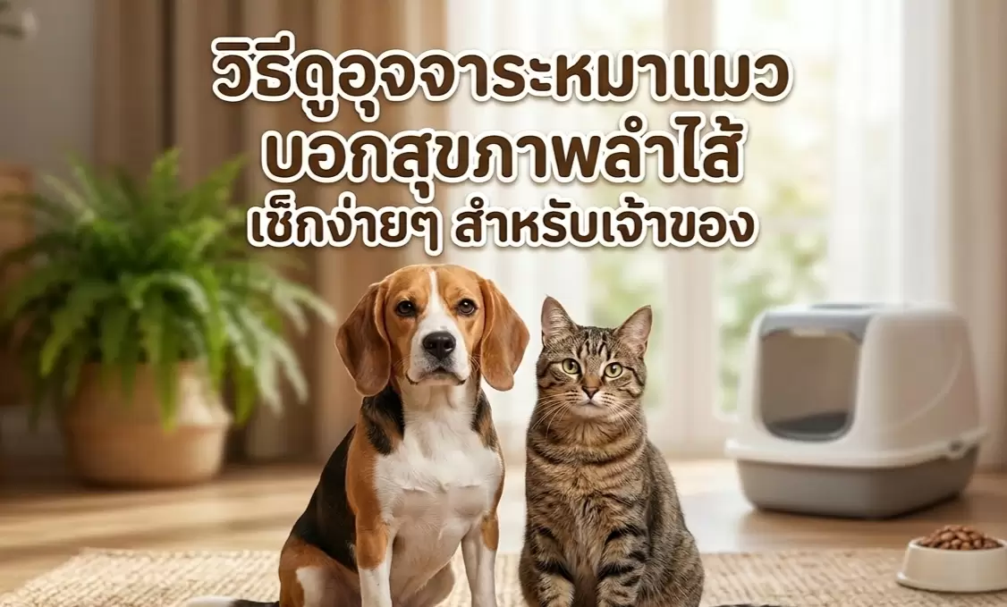 สุขภาพลำไส้สัตว์เลี้ยง วิธีดูอุจจาระแมวและสุนัขเพื่อเช็กการขับถ่ายและระบบย่อยอาหาร