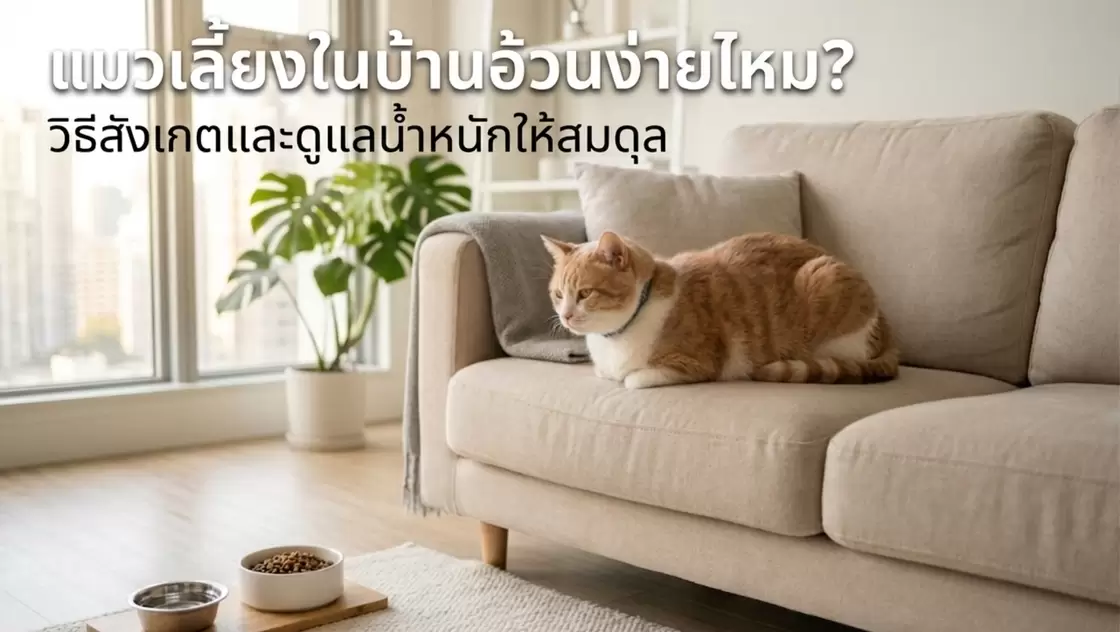 แมวเลี้ยงในบ้านนั่งบนโซฟาพร้อมชามอาหาร บทความแนะนำวิธีสังเกตและดูแลน้ำหนักแมวให้สมดุล