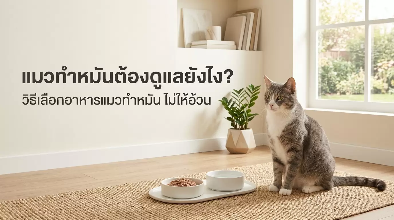 แมวทำหมันต้องดูแลยังไง? วิธีเลือกอาหารแมวทำหมัน ไม่ให้อ้วน