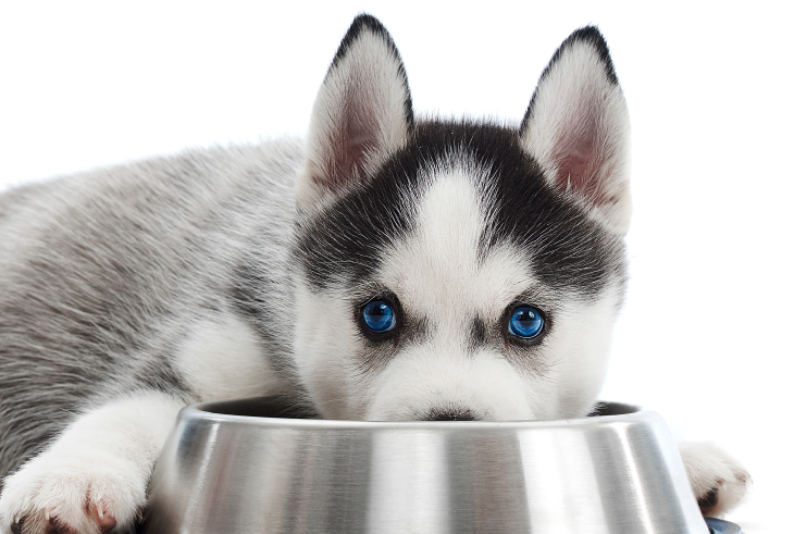 What Are the Benefits of Feeding Wet Dog Food?