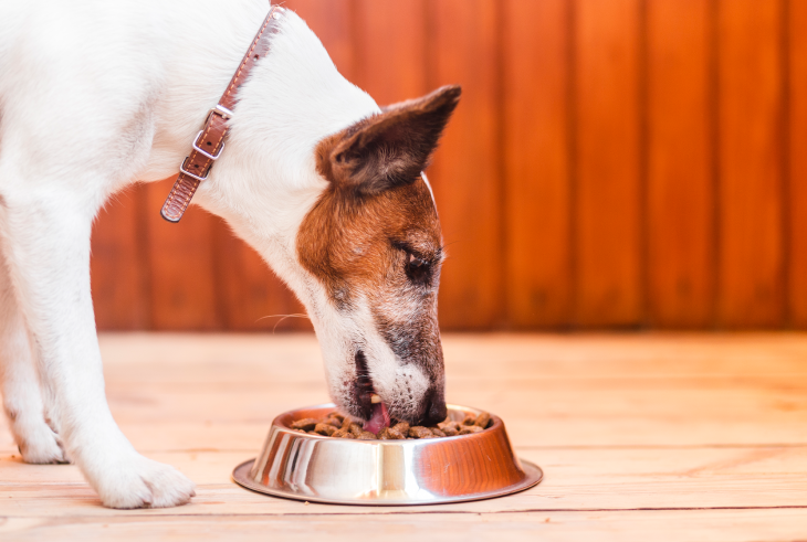 Prebiotics for Dogs — A Dog Parent’s Primert