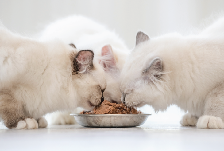 An Easy-to-Follow Guide to Switching Cat’s Food in 7 Dayst