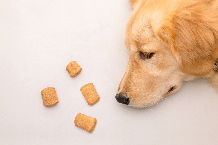 Ways to notice if your dogs and cats are bored with their meal