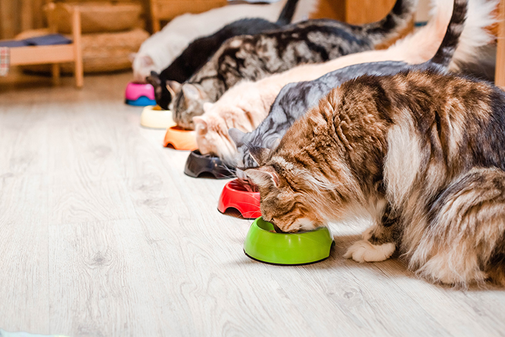 Check out the facts! Is your cat getting the appropriate food for their age?t