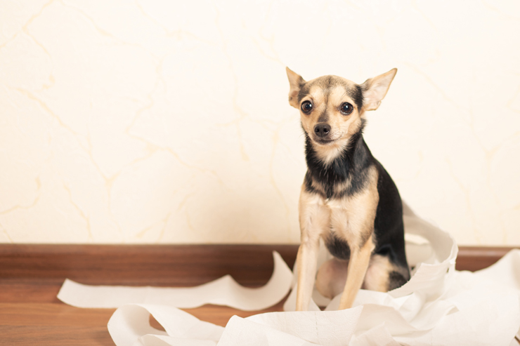 7 tricks in adjusting your dog’s behavior to being potty trained!